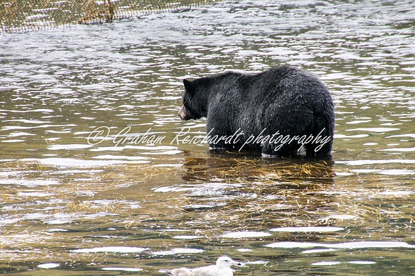 Alaska animals-Black Bear (2) - Alaskan Animals - Graham Reichardt Photography 