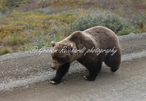 Alaska animals-brown Bear (2) - Alaskan Animals - Graham Reichardt Photography 