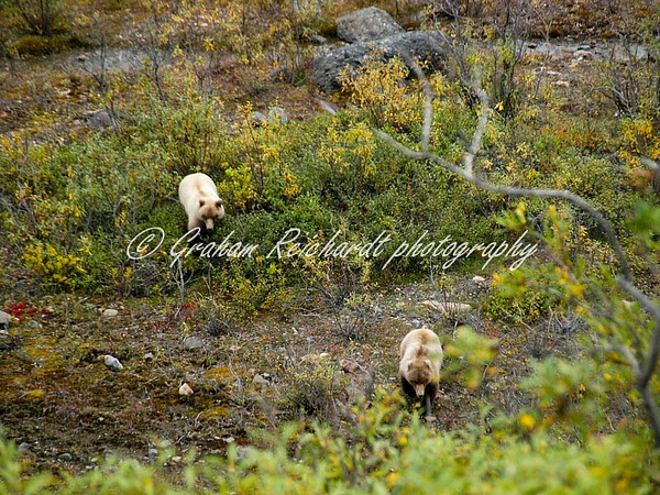 Alaska animals-2 brown Bear (1) - Alaskan Animals - Graham Reichardt Photography 