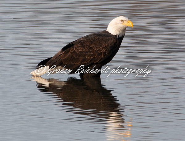 5-Bald Eagle Haines Alaska - Eagles - Graham Reichardt Photography  