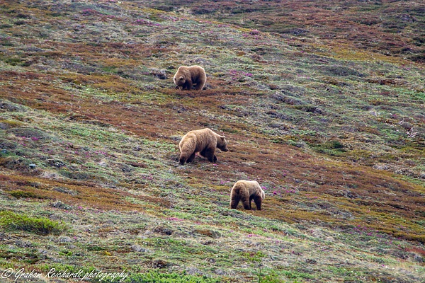 3 brown bears Denali Park 6-15 (1) - Alaskan Animals - Graham Reichardt