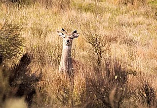 yearling Sika stag in Tussock A4 canvas print A4 $55 - Shop - Graham Reichardt