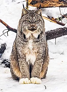 Lynx  from Haines Alaska  A3 canvas print $85 - Shops - Graham Reichardt Photography  