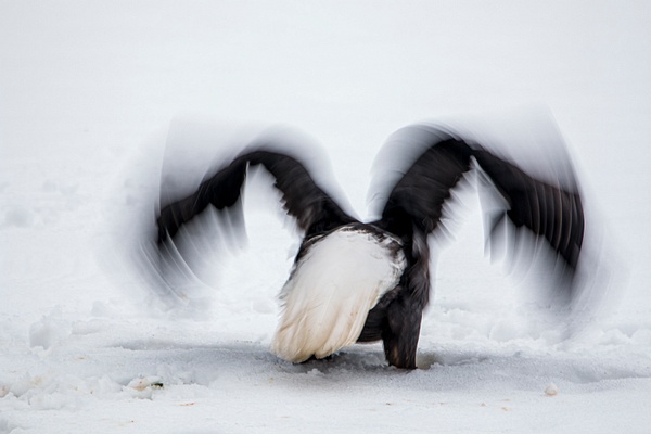 wing blur - Eagles - Graham Reichardt Photography 