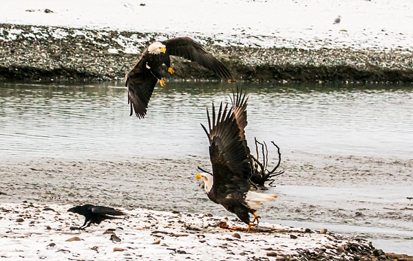 eagle-coming in to steal a fish - Eagles - Graham Reichardt 