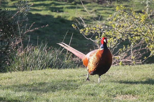 Chinese Ringneck Pheasant - NZ General - Graham Reichardt Photography  