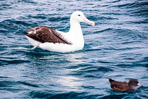 Albatross And Mutton Bird photographed in Waihau Bay - NZ General - Graham Reichardt Photography  