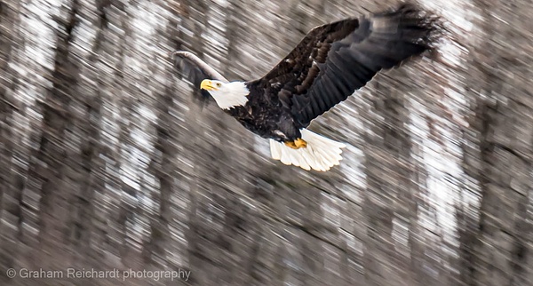 eagle1  Eagle with motion blur taken in Haines Alaska - Graham Reichardt 