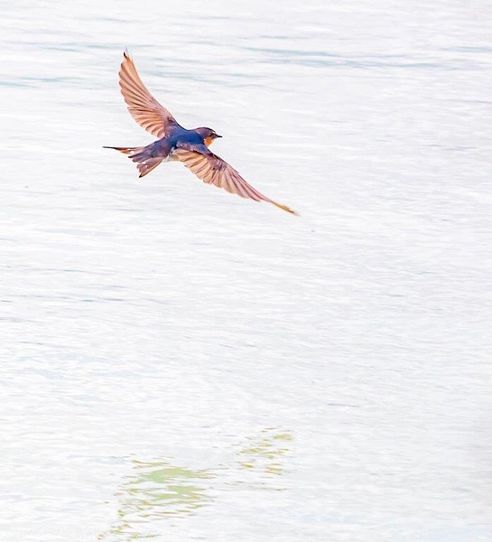Welcome swallow on Lake Rotorua - NZ Scenery - Graham Reichardt Photography  