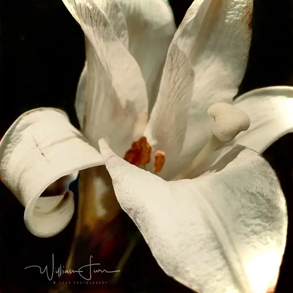 Easter lily 1 by WilliamFurr