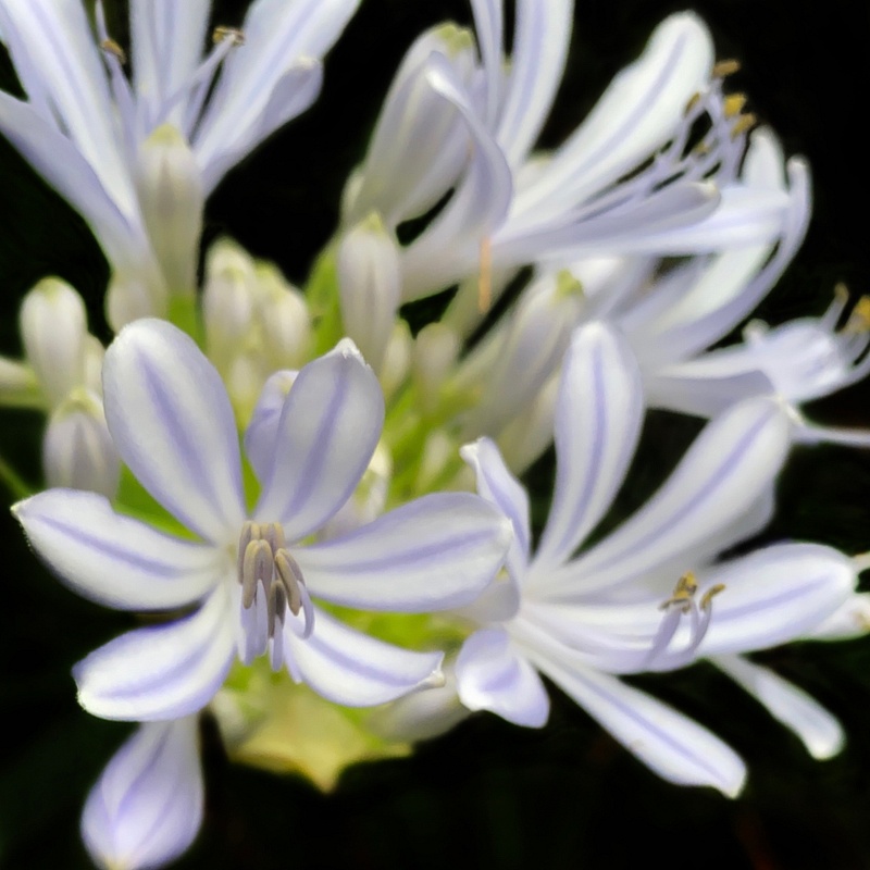 Blue nile lily