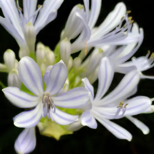 Blue nile lily by WilliamFurr