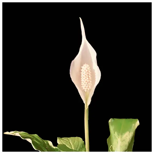 Peace lily 1 by WilliamFurr