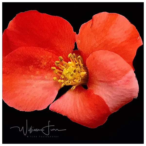 Japanese quince by WilliamFurr