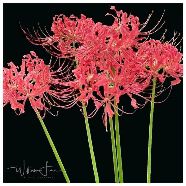 Red Spider Lily by WilliamFurr