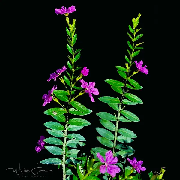 Mexican heather by WilliamFurr