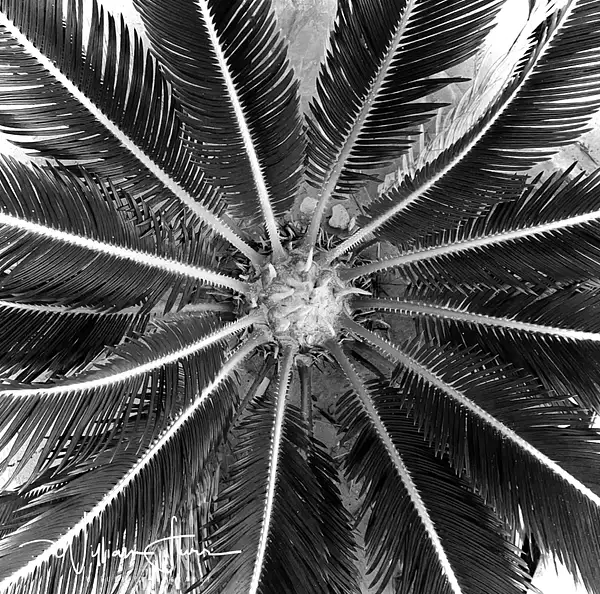 Sago palm by WilliamFurr