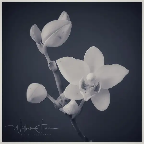 Orchid by WilliamFurr