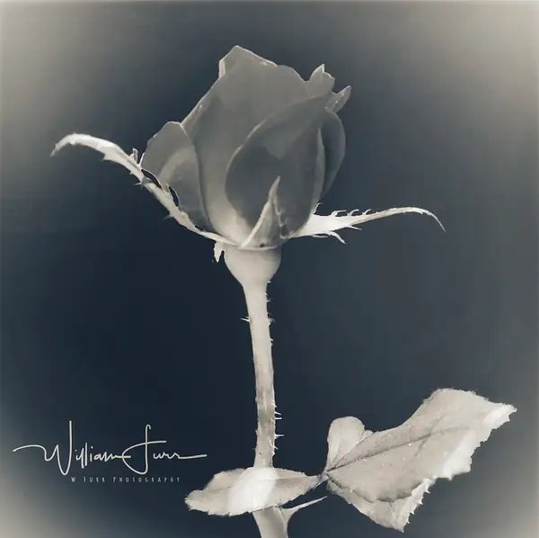 Tea rose by WilliamFurr