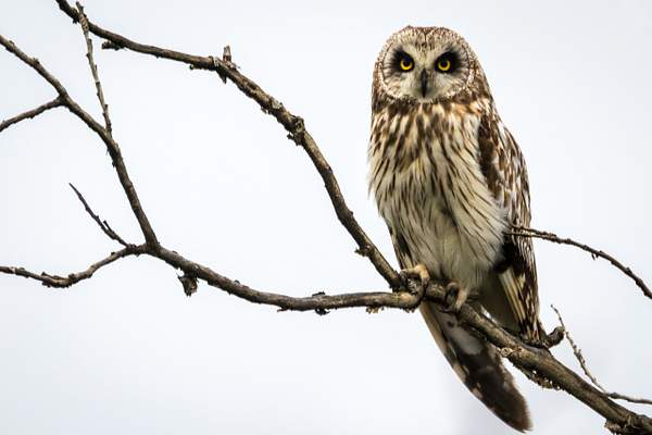 Short-eared Owl by Brad Balfour