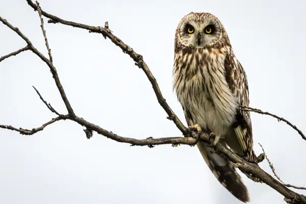 Short-eared Owl by Brad Balfour