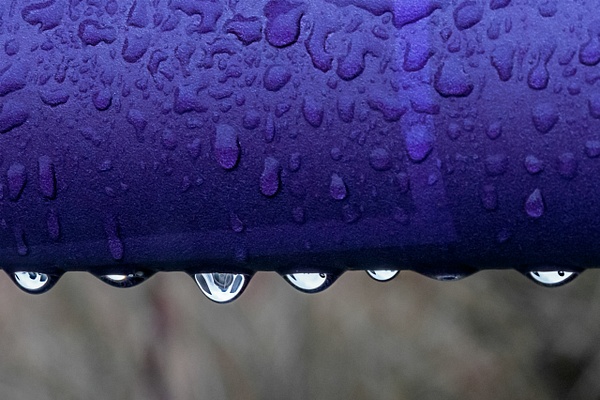Purple Rain - Brad Balfour Photography 