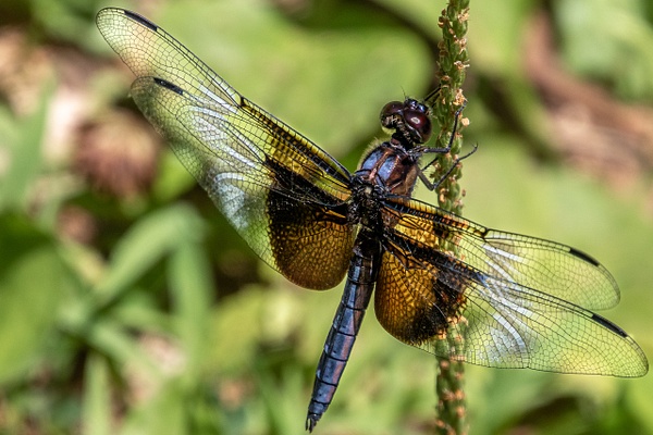 Female Widow Skimmer Dragonfly at Seneca Creek Park - Portfolio - Brad Balfour Photography 