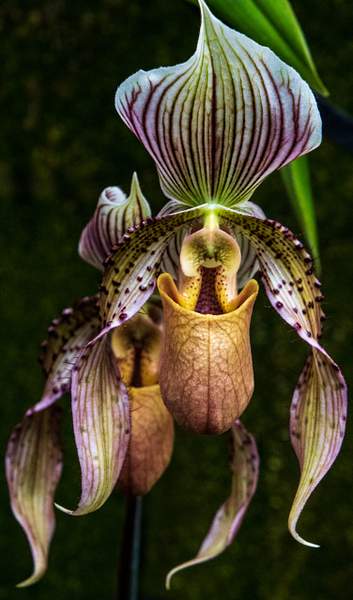 Orchid  at Longwood Gardens by Brad Balfour