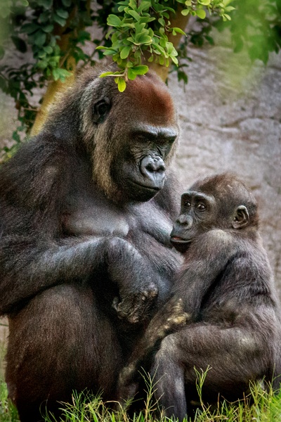 Gorilla Mother and Child - Portfolio - Brad Balfour Photography 