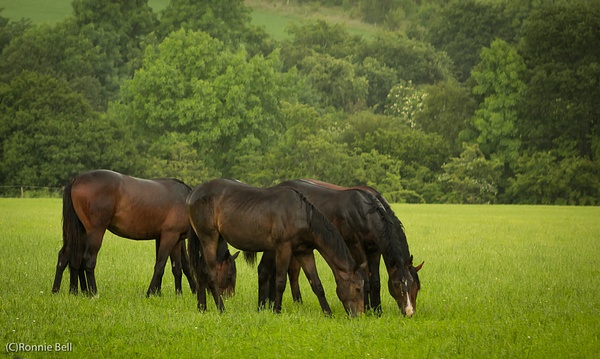Horses in the Rain - Ronald Bell