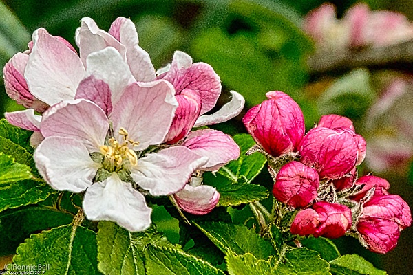 Apple Blossom - Flowers - Ronald Bell 