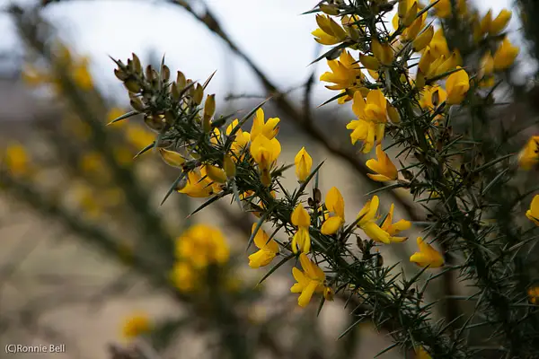 Gorse by ronnie-bell