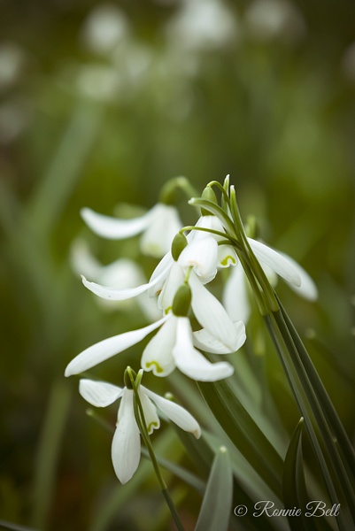 Rozelle Snowdrops-1 - Ronald Bell