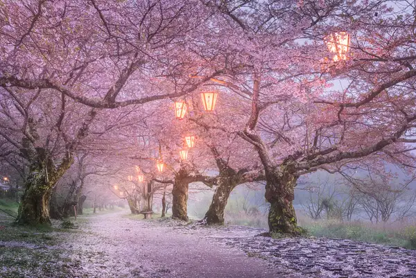 Japan, April 2015 by Daniel Kordan