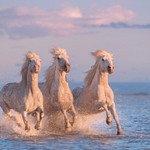 Camargue Horses and Provence