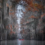 Cypress swamps