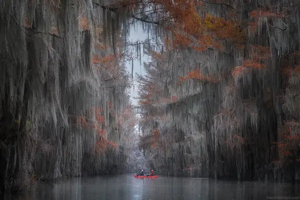 Cypress swamps by Daniel Kordan