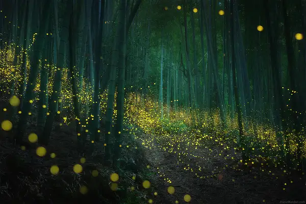 Fireflies in Japan by Daniel Kordan