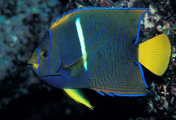 King Anglefish Galapagos - Marinelife - Keith Ibsen Photography  