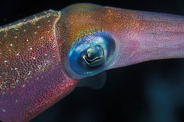 Squid Eye - Marinelife - Keith Ibsen Photography  