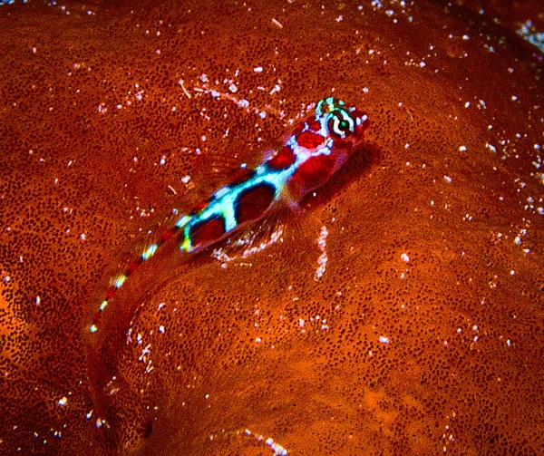 Orangesided Goby-1 - Marinelife - Keith Ibsen Photography 