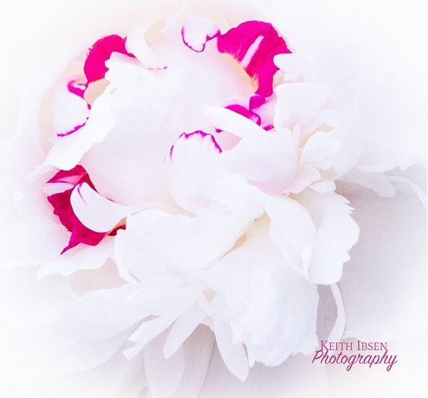 Edited in Photoshop-1205-1 - Floral - Keith Ibsen Photography 