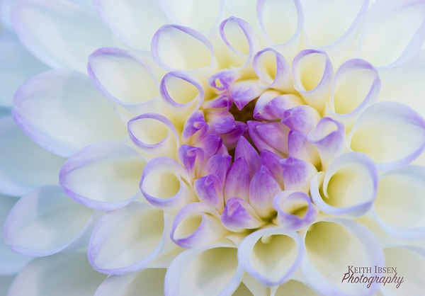 Flower Gallery 072019 (13 of 16) - KeithIbsenPhotography 