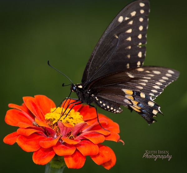 portrait Gallery 072019 (13 of 22) - Butterflies and Bees - Keith Ibsen Photography 