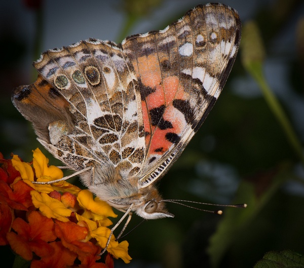 portrait Gallery 072019 (22 of 22) - Butterflies and Bees - Keith Ibsen Photography 