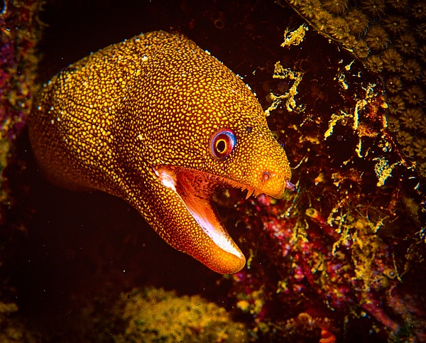 Gloden spotted mmoray - Marinelife - Keith Ibsen Photography 