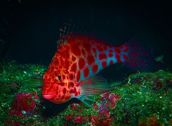 Red Spotted Hawkfish - Marinelife - Keith Ibsen Photography  