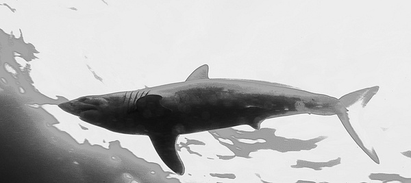 Makoshark2 - Sharks and Rays - Keith Ibsen Photography  