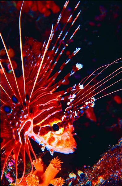 Palau03 portraitLionfish - Marinelife - Keith Ibsen Photography  