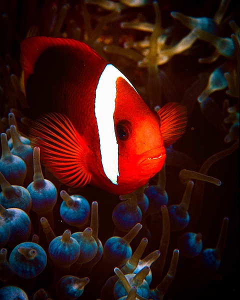 Palau03 tomatoclownfish15 - Marinelife - Keith Ibsen Photography  